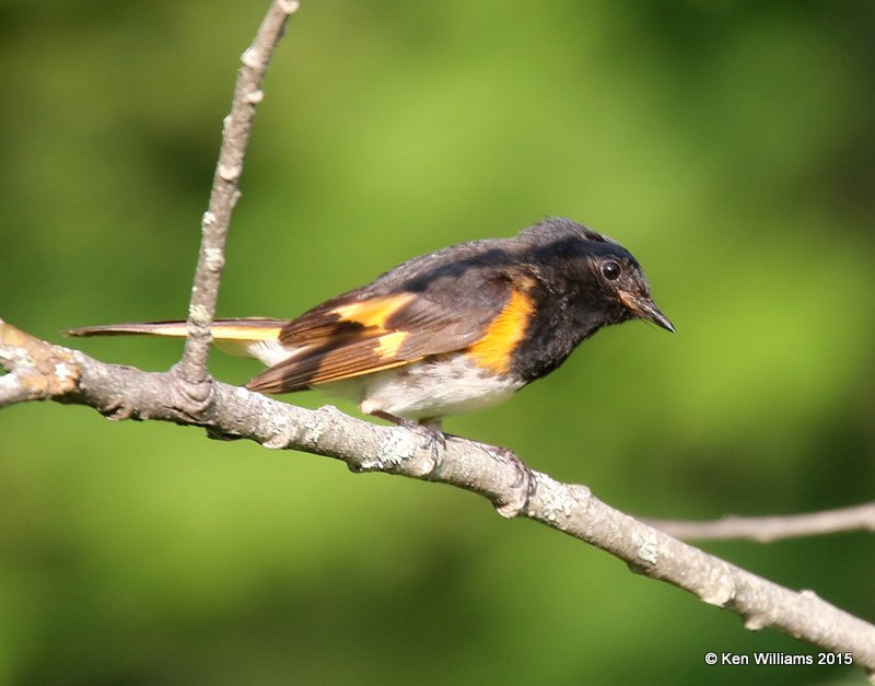 American Redstart male, East Machais, ME, 7-11-15, Jpa_0768.JPG