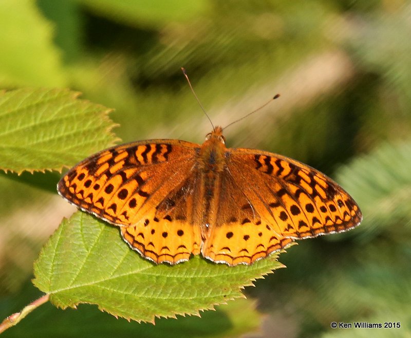 Atlantis Fritillary, East Machais, ME, 7-11-15, Jpa_0817.JPG