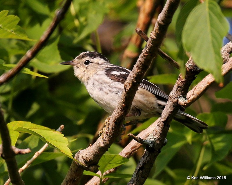 Black & White Warbler female, Calais, ME, 7-11-15, Jpa_0332.JPG