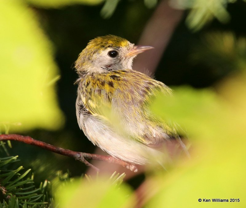 Chestnut-sided Warbler fledgling, East Machais, ME, 7-11-15, Jpa_0829.JPG