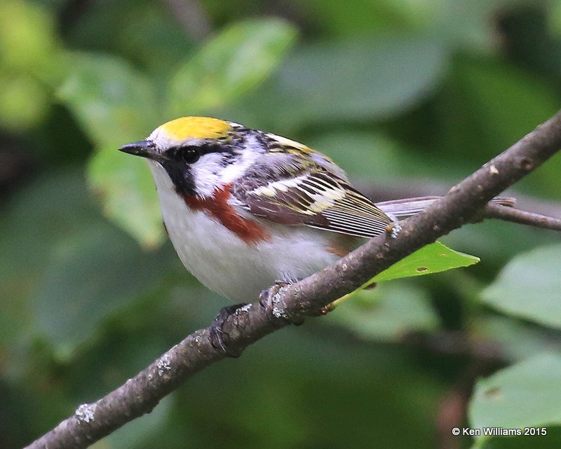 Chestnut-sided Warbler breeding female, Vermont, 07_09_2015_Jpa_06459.JPG