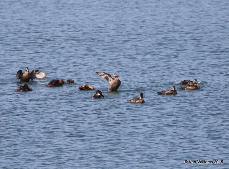 Common Eider, Calais, ME, 7-11-15, Jp_0492.JPG