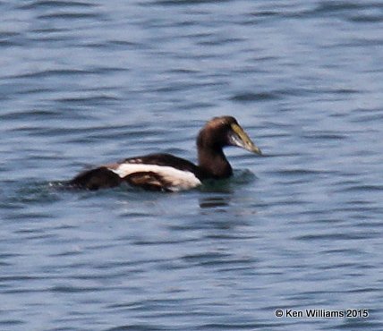 Common Eider, Calais, ME, 7-11-15, Jpa_0472.JPG