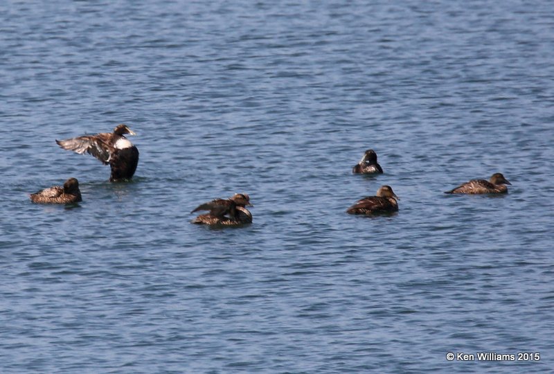Common Eider, Calais, ME, 7-11-15, Jpa_0486.JPG