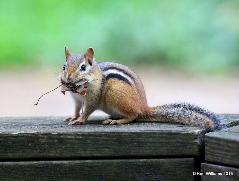 Eastern Chipmunk, Vermont, 07_09_2015_Jpa_06368.JPG