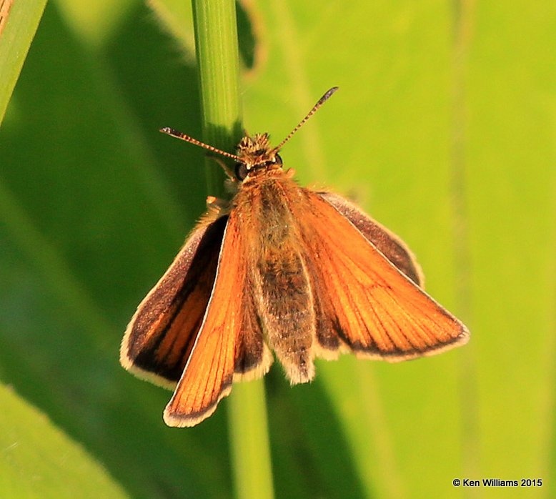 European Skipper, Calais, ME, 7-10-15, Jpa_0228.JPG