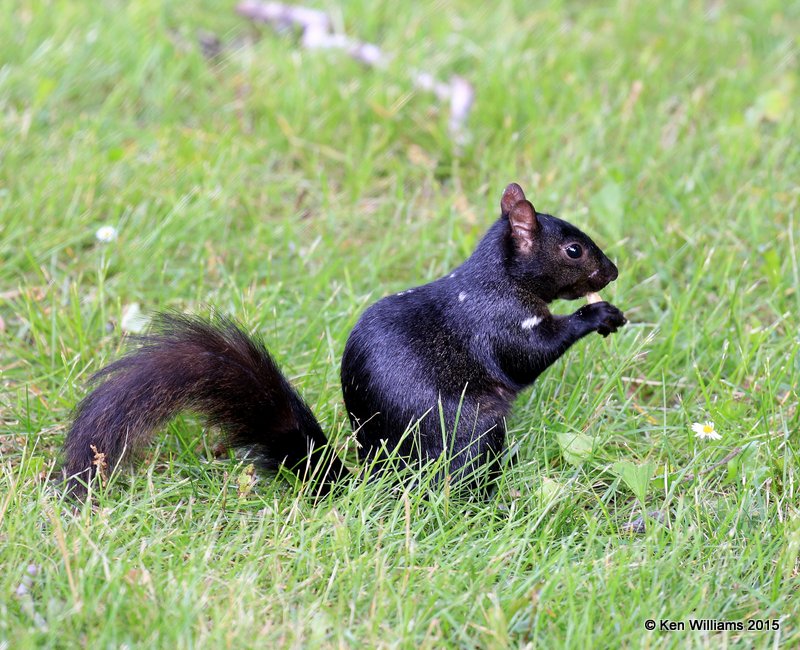 Eastern Gray Squirrel - melanistic, Niagara Falls, NY, 07_07_2015_Jpa_06218.JPG