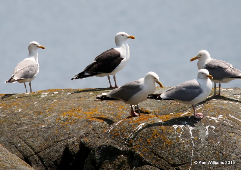 Great Black-backed & Herring Gulls, Cutler, ME, 7-11-15, Jpa_0729.JPG