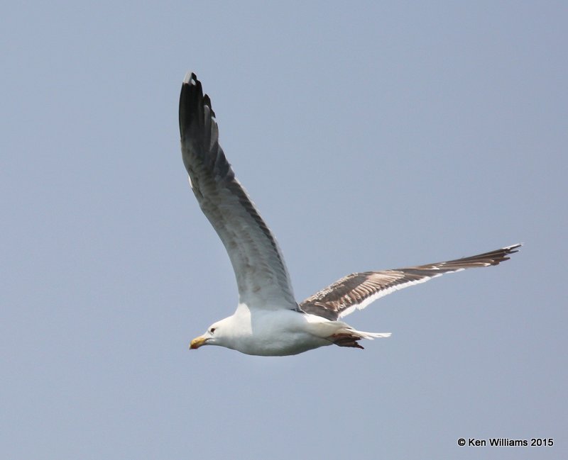 Great Black-backed Gull 3rd cycle, Cutler, ME, 7-11-15, Jpa_0682.JPG