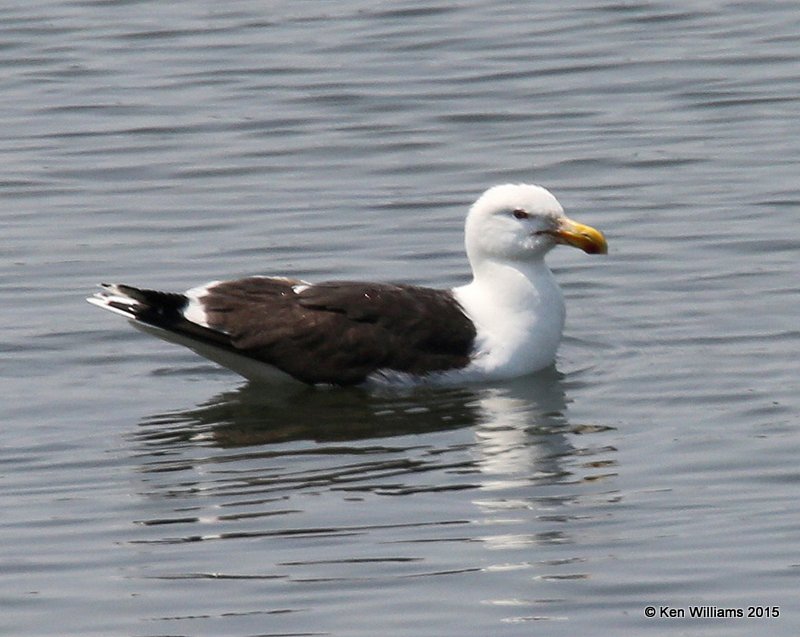 Great Black-backed Gull, Cutler, ME, 7-11-15, Jpa_0633.JPG