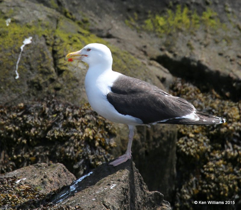 Great Black-backed Gull, Cutler, ME, 7-11-15, Jpa_0707.JPG