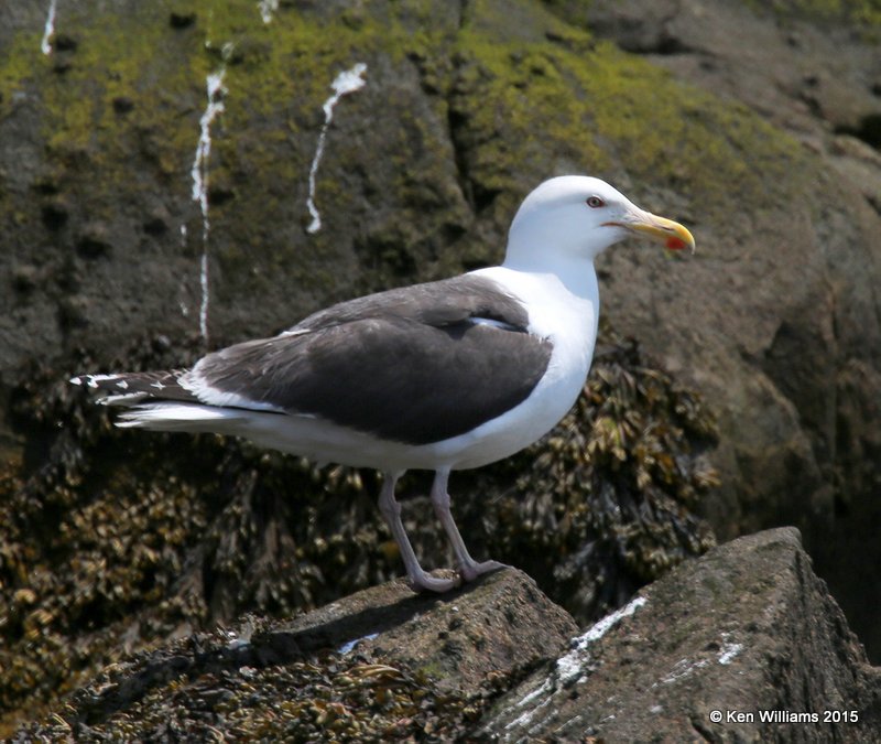 Great Black-backed Gull, Cutler, ME, 7-11-15, Jpa_0711.JPG