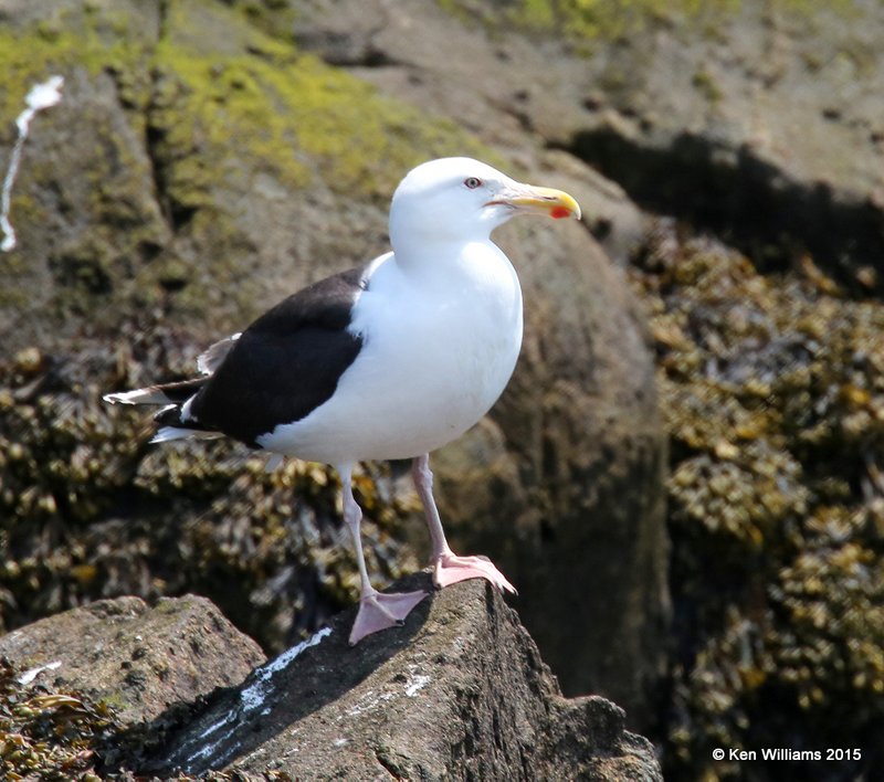 Great Black-backed Gull, Cutler, ME, 7-11-15, Jpa_0733.JPG