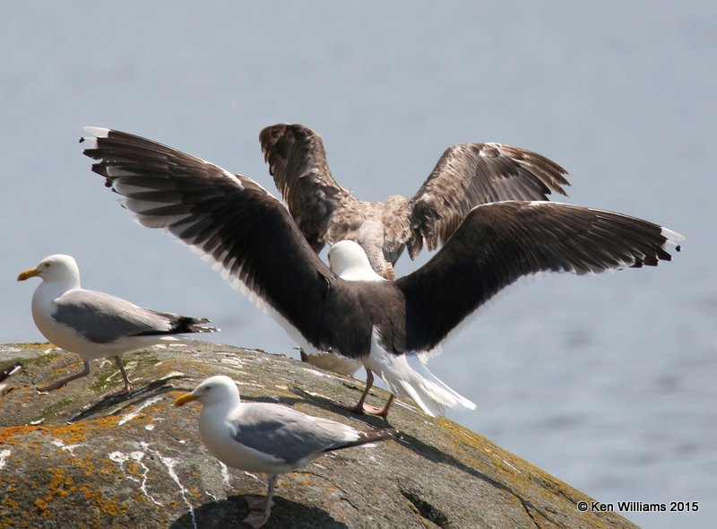 Great Blackback Gull, Cutler, ME, 7-11-15, Jpa_0749.JPG