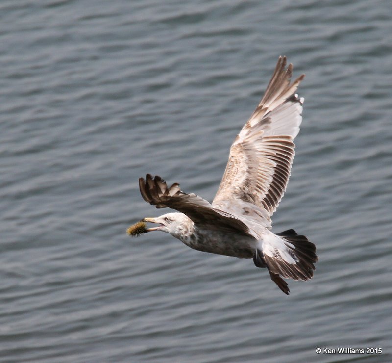 Herring Gull 2nd cycle, Calais, ME, 7-11-15, Jpa_0656.JPG