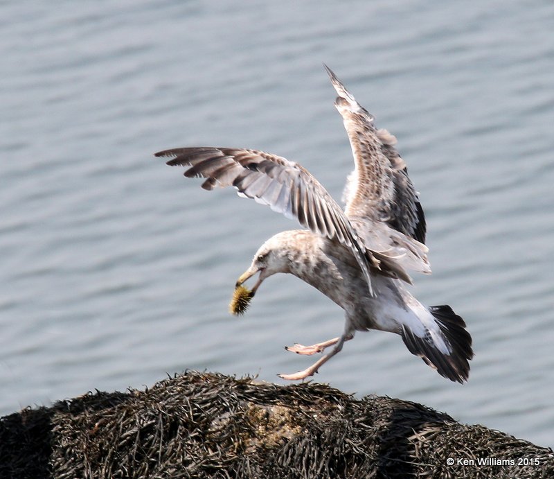 Herring Gull 2nd cycle, Calais, ME, 7-11-15, Jpa_0659.JPG