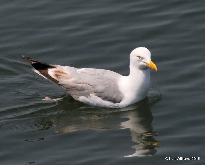 Herring Gull 3rd cycle, Calais, ME, 7-11-15, Jpa_0625.JPG