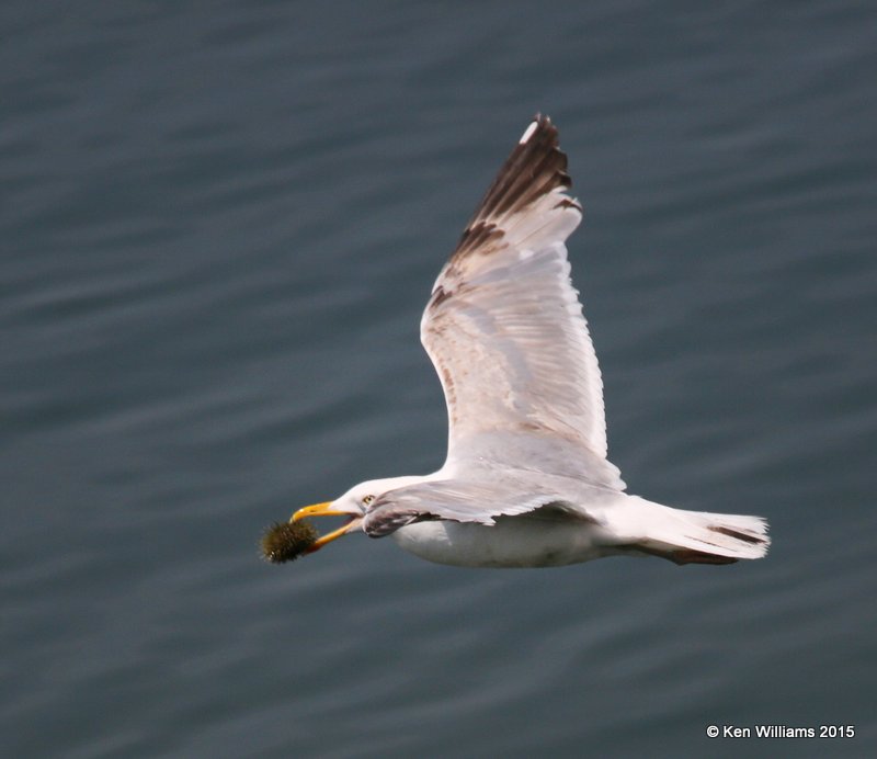Herring Gull 3rd cycle, Calais, ME, 7-11-15, Jpa_0648.JPG