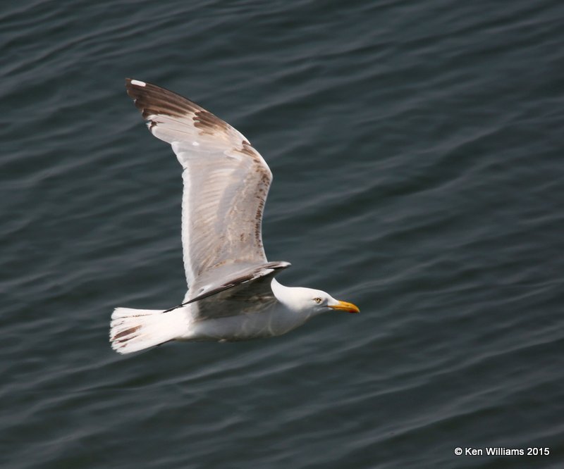 Herring Gull 3rd cycle, Calais, ME, 7-11-15, Jpa_0670.JPG