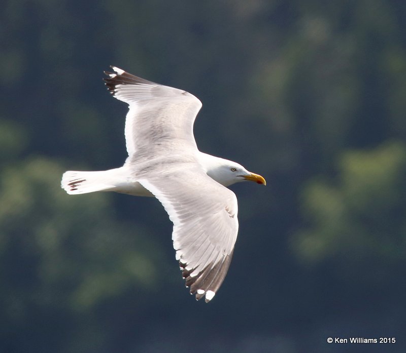 Herring Gull 3rd cycle, Calais, ME, 7-11-15, Jpa_0756.JPG
