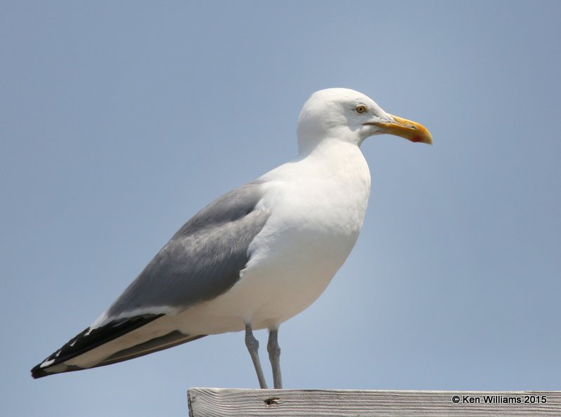Herring Gull breeding adult, Calais, ME, 7-11-15, Jpa_0652.JPG