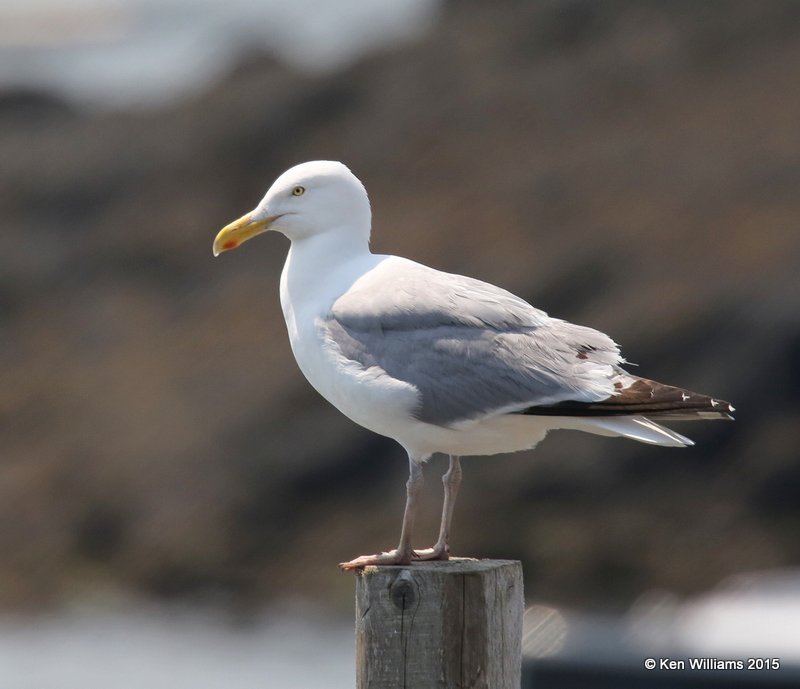 Herring Gull breeding adult, Calais, ME, 7-11-15, Jpa_0731.JPG