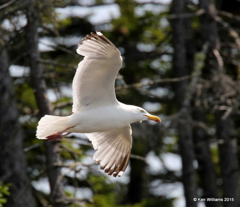 Herring Gull breeding adult, Cutler, ME, 7-11-15, Jpa_0760.JPG