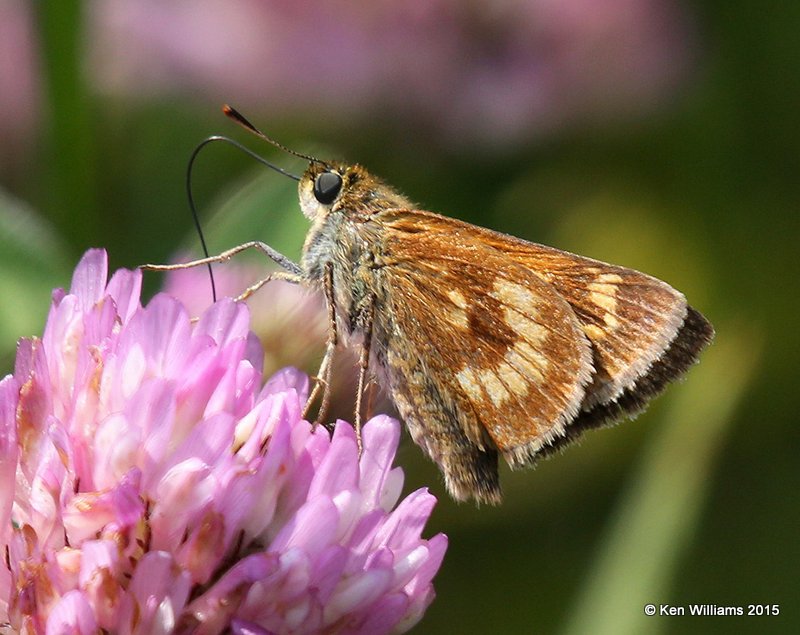 :Long Dash Skipper: