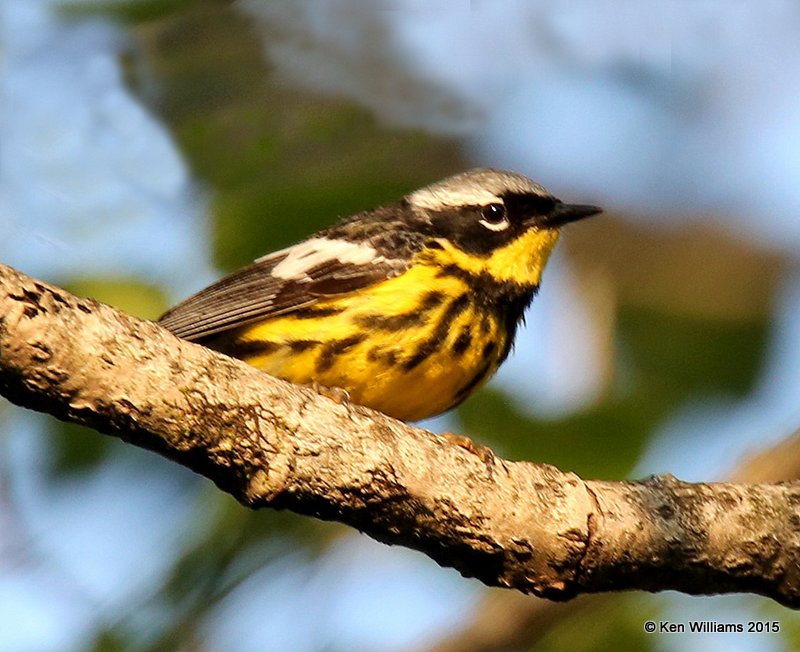 Magnolia Warbler male, East Machais, ME, 7-11-15, Jpa_0943.JPG