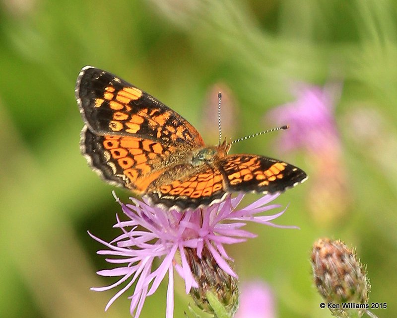 Pearl Crescent, Scarborough Marsh, 7-14-15, Jpa_2696.JPG