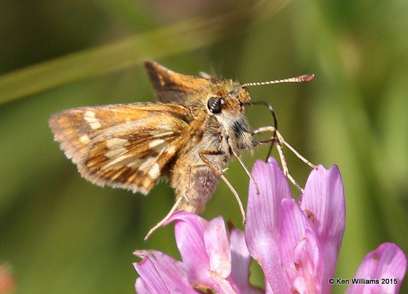 Peck's Skipper, Calais, ME, 7-11-15, Jpa_0519.JPG