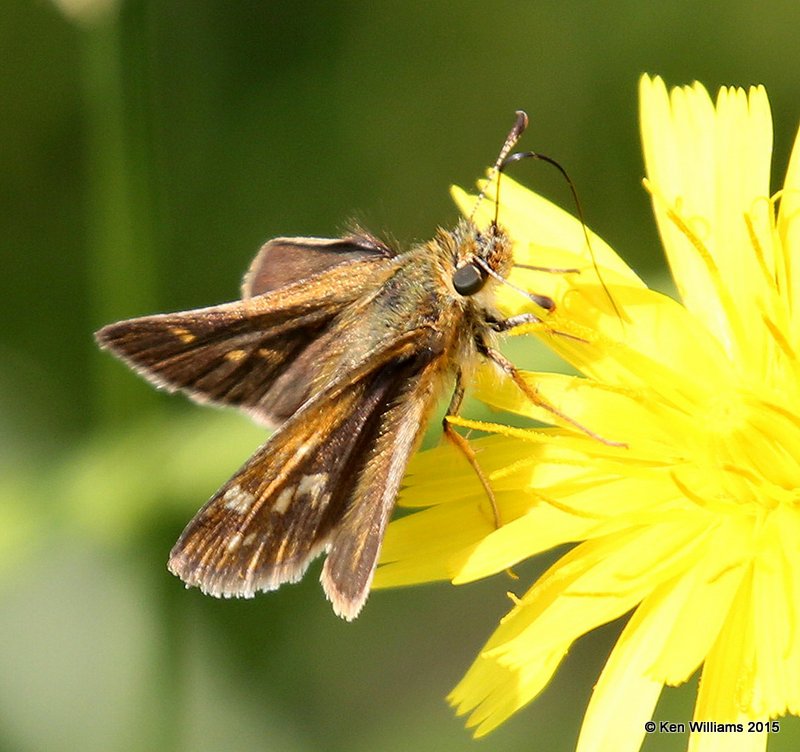 Peck's Skipper, Calais, ME, 7-11-15, Jpa_0522.JPG