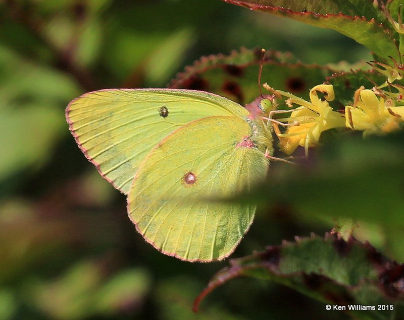 Pink-edged Sulphur, Bar Harbor, ME, 7-17-15, Jpa_2608.JPG