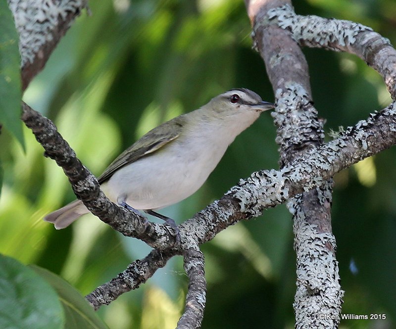 Red-eyed Vireo, Calais, ME, 7-11-15, Jpa_0392.JPG