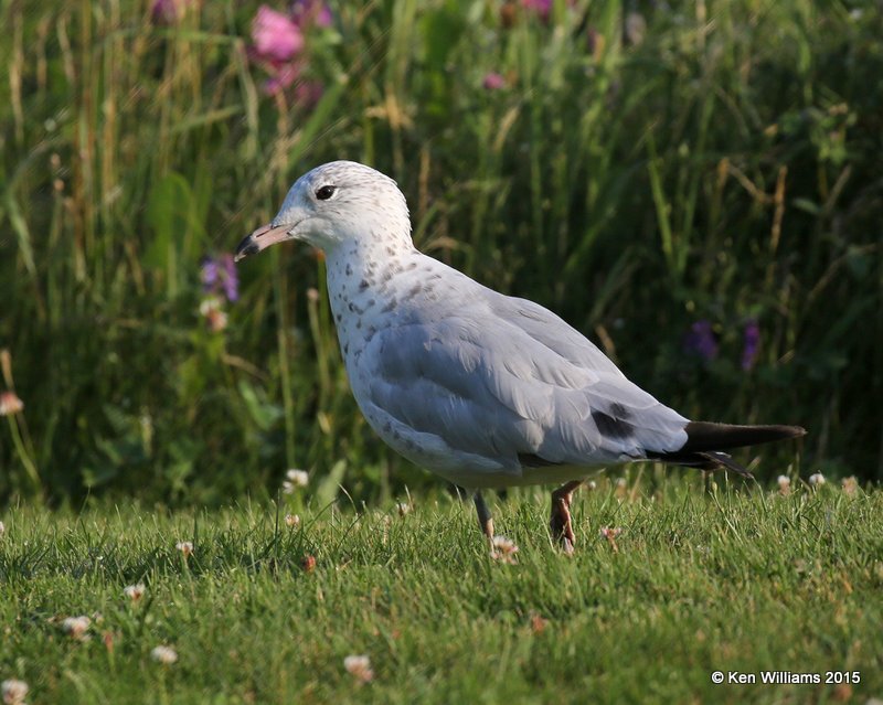 Ring-billed Gull 1st cycle, Calais, ME, 7-11-15, Jpa_0370.JPG