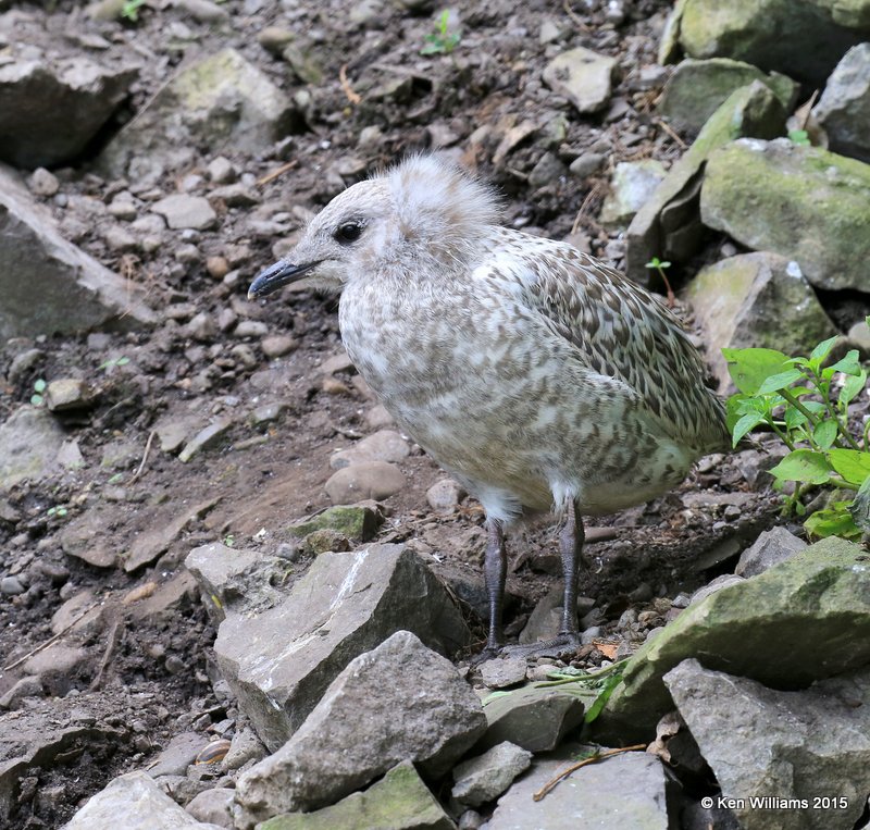 Ring-billed Gull chick, Niagara Falls, NY, 07_07_2015_Jpa2_06147.JPG