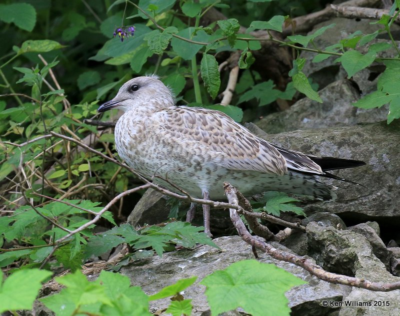 Ring-billed Gull chick, Niagara Falls, NY, 07_07_2015_Jpa_06151.JPG