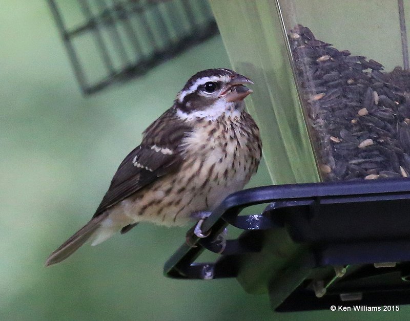 Rose-breasted Grosbeak female, Vermont, 07_09_2015_Jpa_06303.JPG