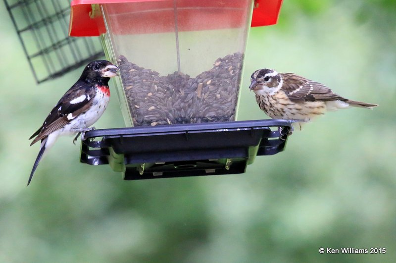 Rose-breasted Grosbeak juvenile male left & female right, Vermont, 07_09_2015_Jpa_06352.JPG