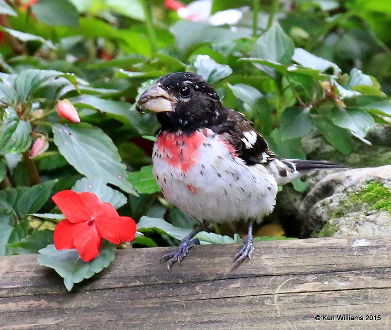 Rose-breasted Grosbeak juvenile male, Vermont, 07_09_2015_Jpa_06342.JPG