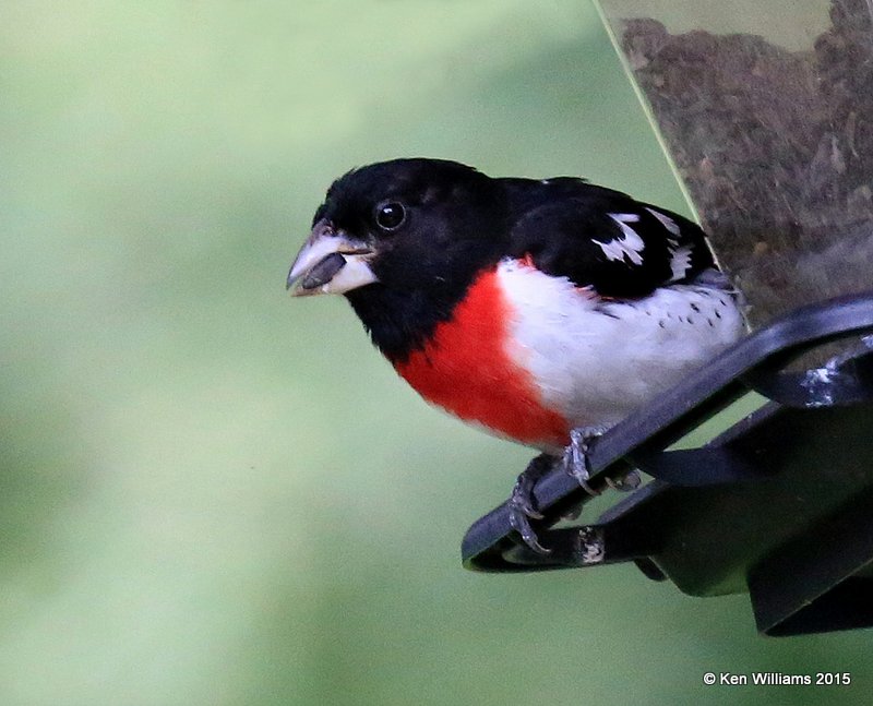 Rose-breasted Grosbeak male, Vermont, 07_09_2015_Jpa_06353.JPG