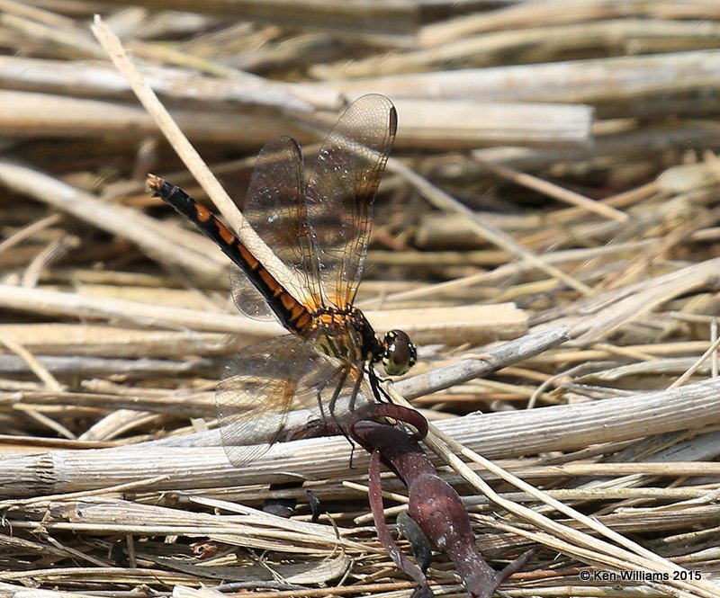 Seaside Dragonlet female, Scarborough Marsh, 7-14-15, Jpa_2638.JPG