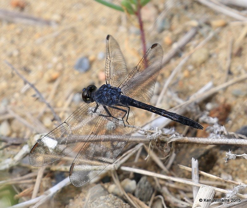 Seaside Dragonlet male, Scarborough Marsh, 7-14-15, Jpa_2654.JPG