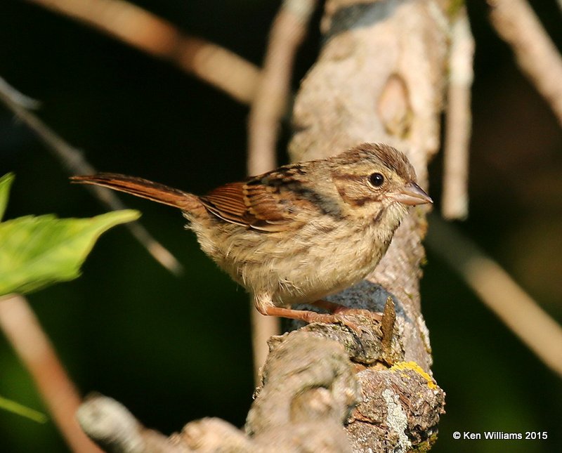 Song Sparrow juvenile, Calais, ME, 7-11-15, Jpa_0307.JPG