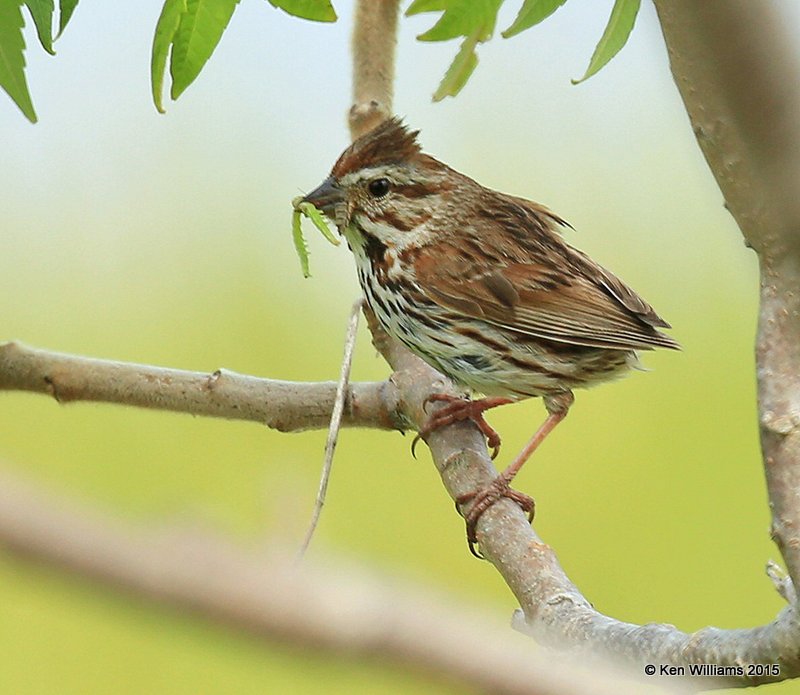 Song Sparrow tail less, Scarborough Marsh, 7-14-15, Jpa_2678.JPG