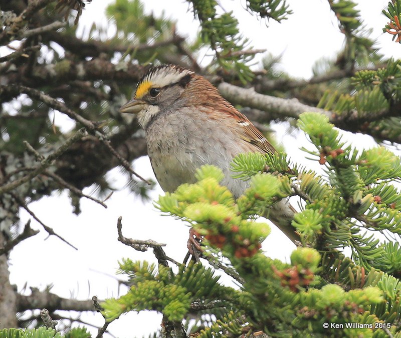 White-throated Sparrow, Cannon Mountain, NH, 07_09_2015_Jpa_06546.JPG