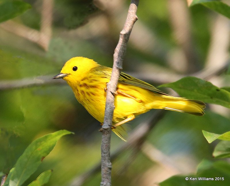Yellow Warbler male, East Machais, ME, 7-11-15, Jpa_0784.JPG