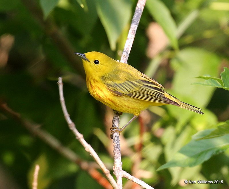 Yellow Warbler male, Calais, ME, 7-11-15, Jpa_0313.JPG