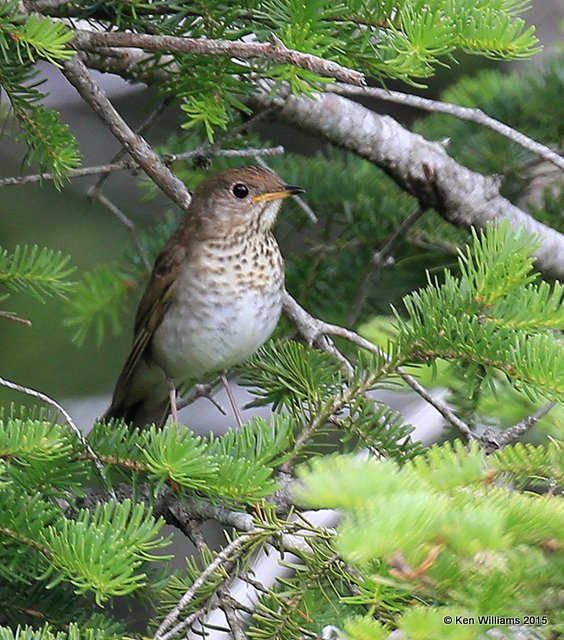 Maine - July 2015