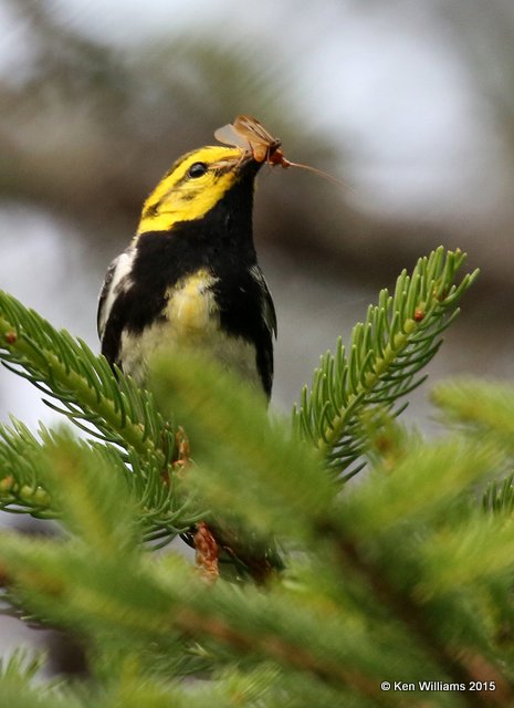 Black-throated Green Warbler male, East Machais, ME, 7-11-15, Jpa_0984.jpg